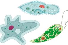 Organisme Uniseluler, Ciri, Tipe, dan Contohnya