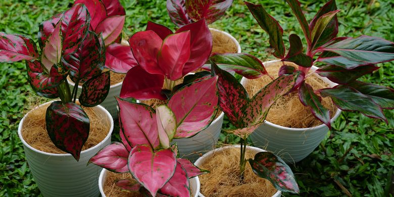 Cara Repotting Aglonema agar Bisa Makin Subur dan Cepat Besar - Vimarsana News