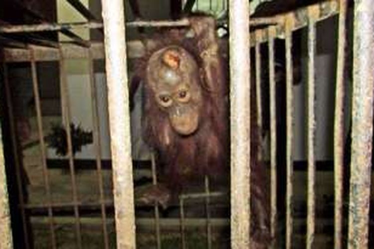 Foto bayi orangutan ini diambil dari FB dengan akun BOS Foundation. Bayi orangutan ini diselamatkan pengelola TN Kutai di Kutim, lalu diserahkan ke BOSF Samboja Lestari.