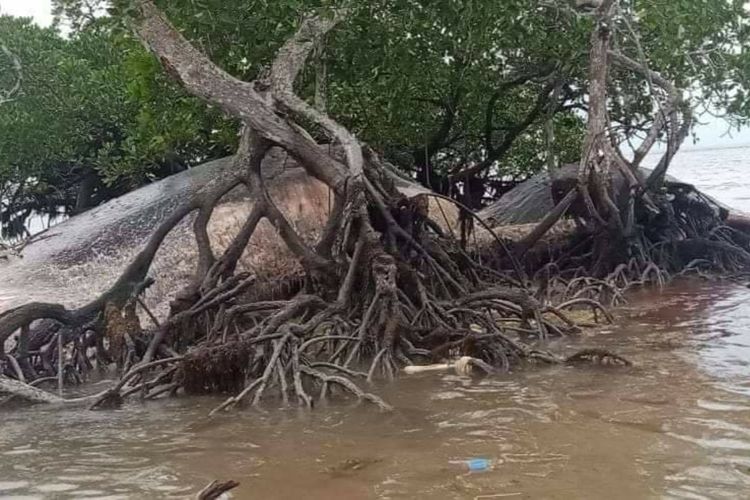 Bangkai seekor paus raksasa terdampar di pantai Desa Kolaha, Kecamatan Aru Utara, Kabupaten Kepulauan Aru, Maluku, Minggu (7/2/2021)