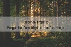 Tumbuhan Tropofit: Pengertian dan Contohnya