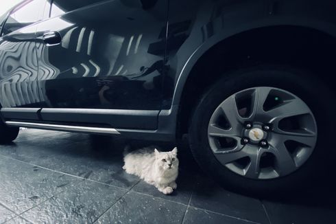 Hati-hati, Kucing Sering Tidur di Kolong Mobil atau di Bawah Ban