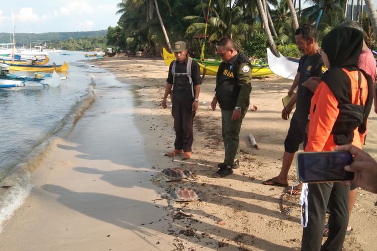 Dua ekor penyu sisik saat dilepasliarkan di Pantai Dusun Pajinggahan, Desa Tanjungori, Kecamatan Tambak Pulau Bawean, Gresik, Jawa Timur, Senin (21/3/2022).