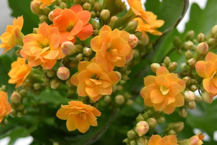 Ilustrasi tanaman kalanchoe.