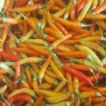 Ilustrasi cabai rawit di Kabupaten Purworejo Jawa Tengah 