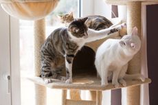 5 Mitos Kucing dan Penjelasan soal Perilakunya
