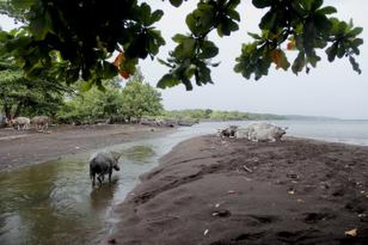 Kerbau berkubang di pinggir Pantai Oi Hodo, Kecamatan Pekat, Kabupaten Dompu, Nusa Tenggara Barat, Jumat (20/3/2015). Pantai Oi Hodo merupakan salah satu potensi wisata di Dompu yang belum dikembangkan oleh pemerintah kabupaten. 