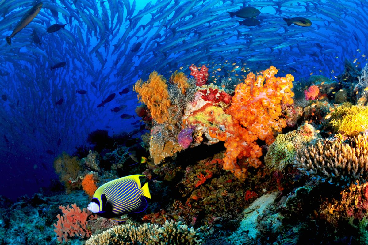 Pemerintah percepat konservasi terumbu karang melalui pengalihan utang Indonesia-AS senilai Rp 588 miliar untuk lindungi ekosistem laut.