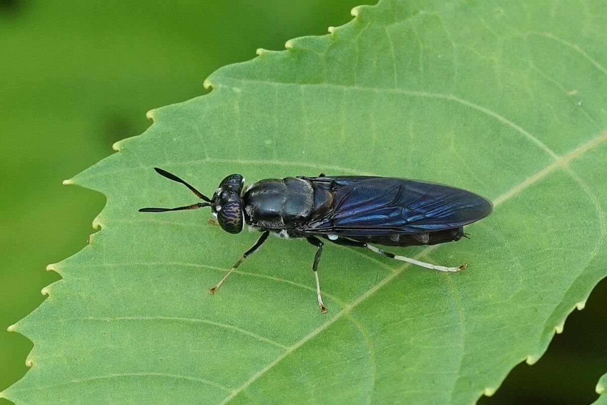Ilustrasi lalat tentara hitam (Hermetia illucens). Emisi CO2 yang terkait dengan produksi protein pada maggot berada di bawah nilai yang dijelaskan dalam literatur untuk sapi dan ayam.
