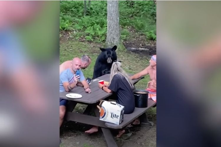Sebuah keluarga menikmati piknik dengan beruang liar di di Deep Creek, Maryland. 