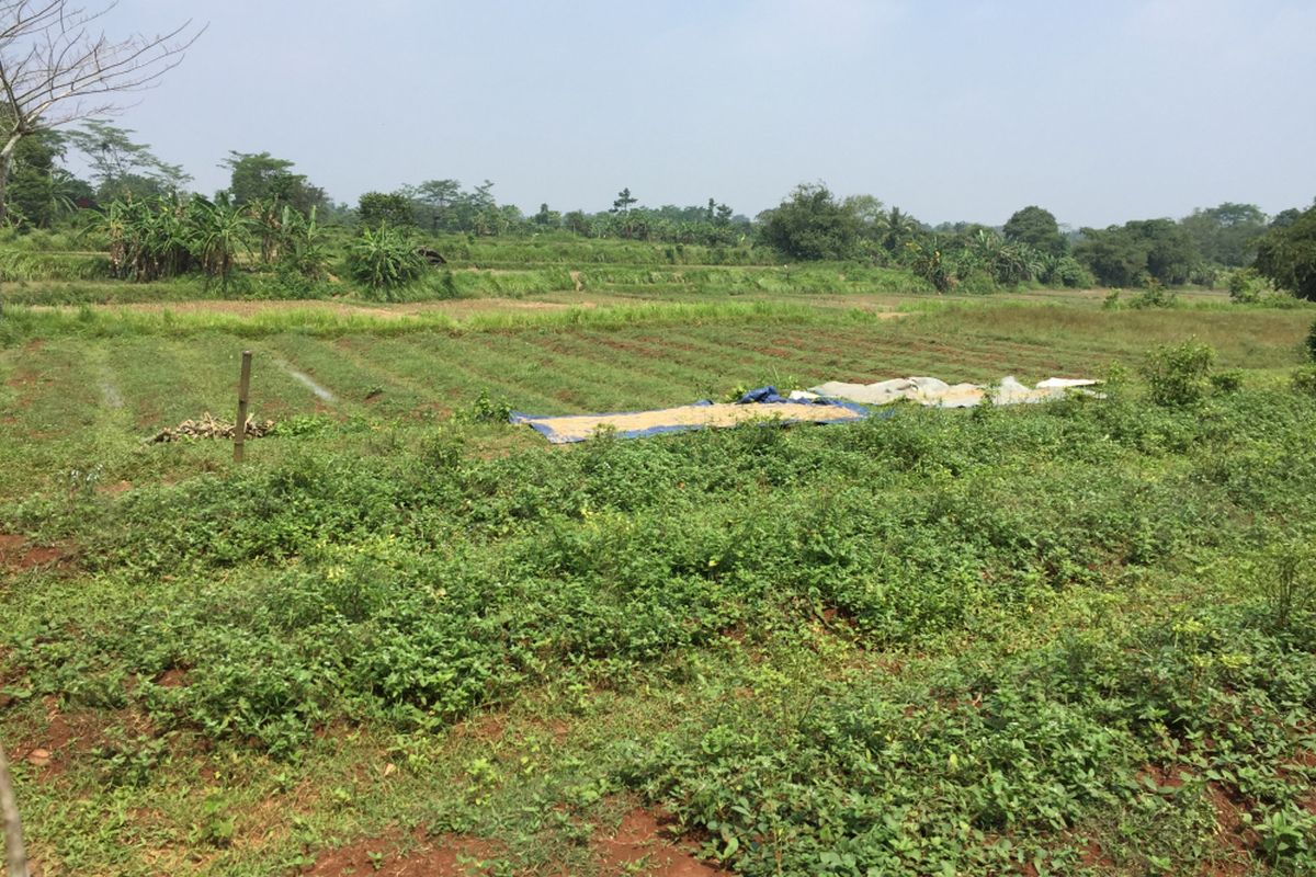 Nampak sebagian kebun cabai milik Pemerintah Provinsi DKI Jakarta bertempat di lahan yang berada di Desa Ciangir, Kecamatan Legok, Kabupaten Tangerang, Selasa (25/7/2017) siang. Kebun ini sudah lama tidak dimanfaatkan lagi untuk menanam cabai.