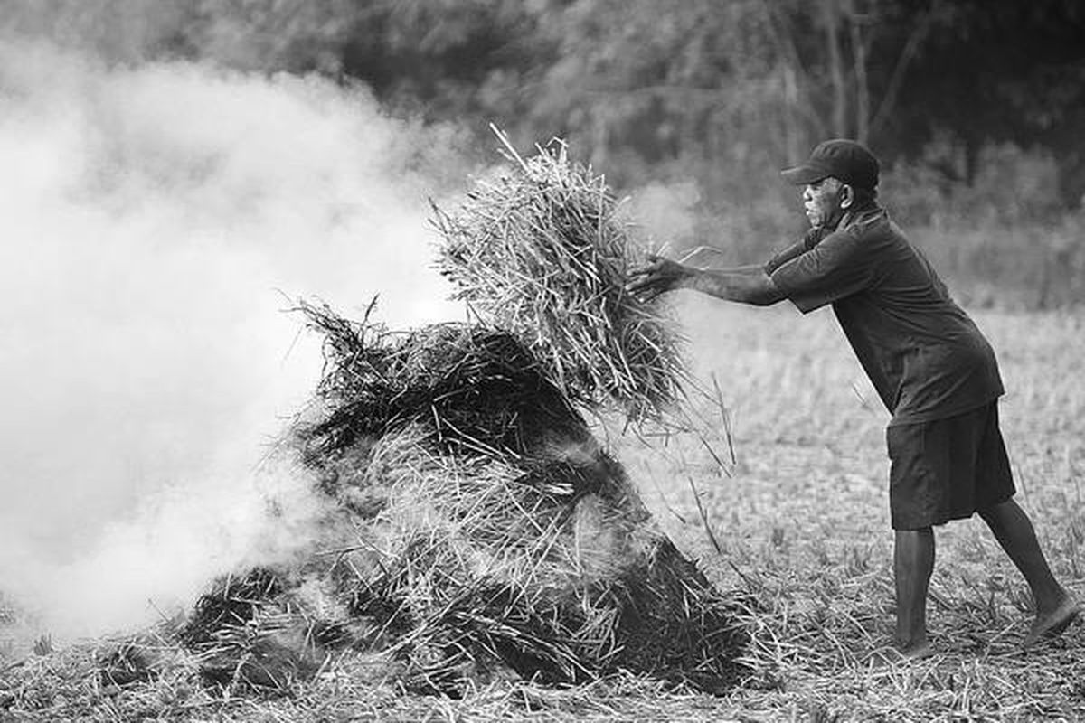 Petani membakar jerami padi yang gagal dipanen karena terserang wereng di Desa Bokoharjo, Prambanan, Sleman, DI Yogyakarta, Kamis (1/7). Petani di kawasan tersebut saat ini berharap bantuan benih nonhibrida dari pemerintah karena khawatir jika masih menggunakan benih hibrida serangan hama wereng akan terulang kembali.