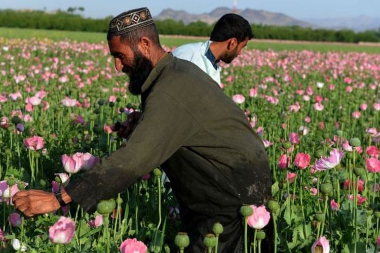 Afganistan selama ini dikaitkan dengan produksi heroin, tapi belakangan pembuatan sabu di negara itu terus melonjak.