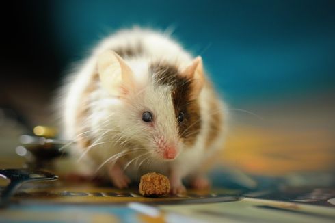 Penyakit yang Bisa Disebabkan Oleh Tikus dan Cara Alami Mengusir Tikus