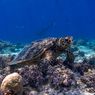Snorkeling di Gili Trawangan, Takjub Lihat Penyu di Alam Bebas