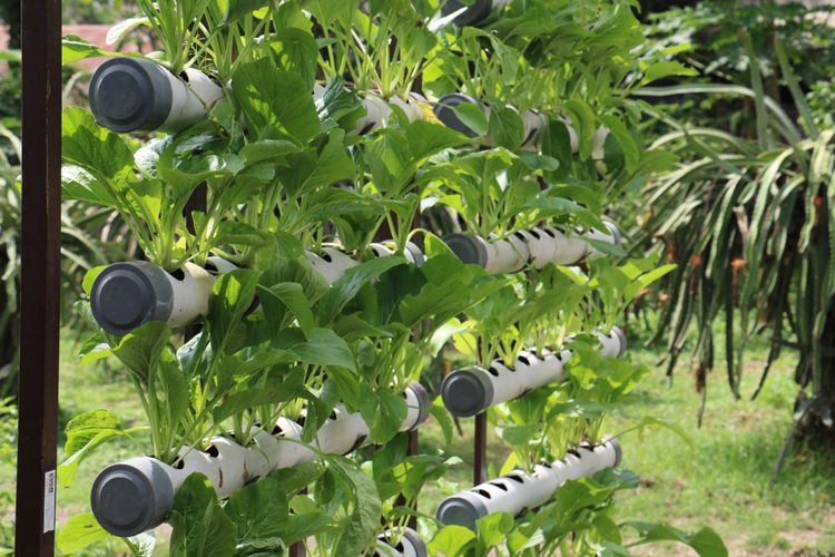 Ilustrasi budidaya tanaman dengan sistem vertikultur. 