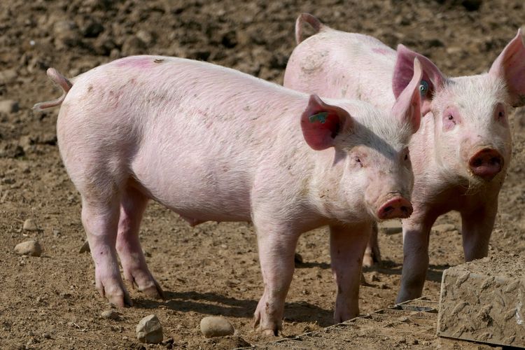 Dua babi yang sedang ada di peternakan. Peneliti China baru-baru ini mengungkap susu babi punya peluang untuk konsumsi sehari-hari.