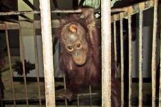 Kisah Tragis Orangutan, dari Peluru di Badan hingga Kehilangan Tangan