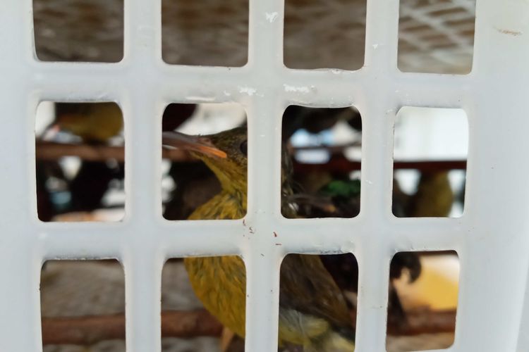 Burung Kolibri atau burung penghisap madu disita petugas Balai Karantina Pangkalpinang, Senin (22/6/2020).