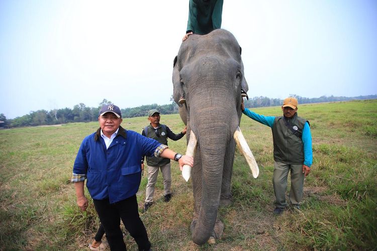 Karhutla Kepung SM Padang Sugihan, Gubernur Sumsel Pastikan Gajah Selamat