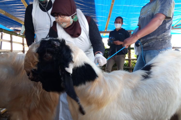 Tim tim dari Kesehatan Hewan dan Kesehatan Masyarakat Veteriner, Dinas Pertanian Banyuwangi memeriksa hewan di beberapa lapak pedagang hewan kurban. 