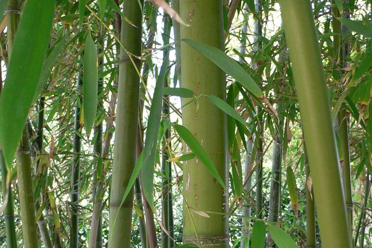 Phyllostachys nigra var. henonis, bambu yang tumbuh subur di Jepang mulai berbunga untuk pertama kali sejak 120 tahun.