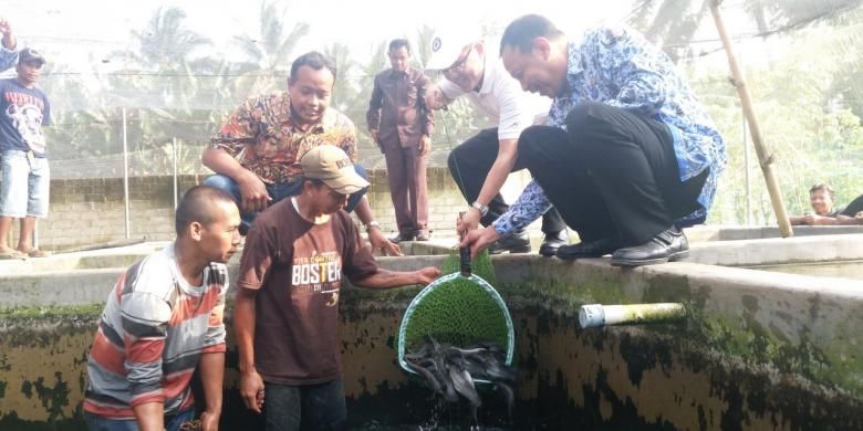 Bupati Banyuwangi Abdullah Azwar Anas saat panen ikan lele di Desa Jambesari Kecamatan Sempu Senin (19/9/2016)