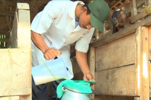 Hal-hal yang Perlu Dipersiapkan Untuk Berbisnis Susu Kambing Perah