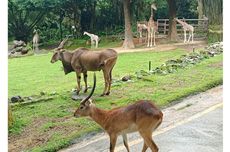 85 Hakim Disanksi Disiplin Oleh MA Sepanjang 2025