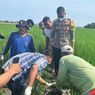 Pria Tewas Misterius di Sawah, Keluarga di Situbondo Tolak Otopsi