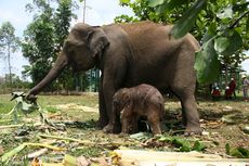 Gajah Sumatera di Riau Lahirkan Seekor Bayi Jantan, Beratnya 90 Kg
