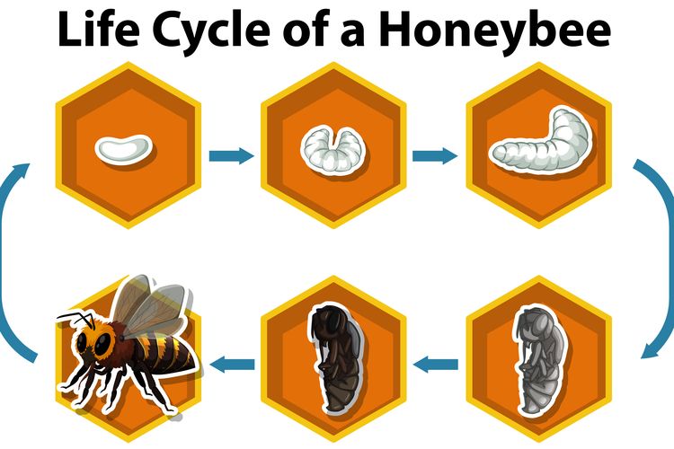 Ilustrasi daur hidup lebah, metamorfosis lebah diawali dari telur hingga imago.