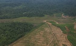 FWI Soroti Celah Pelanggaran Skema Keterlanjuran Kebun Sawit di Kawasan Hutan