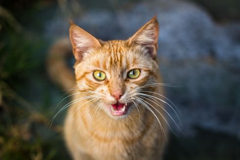 8 Alasan Dibalik Perilaku Kucing Mengeong