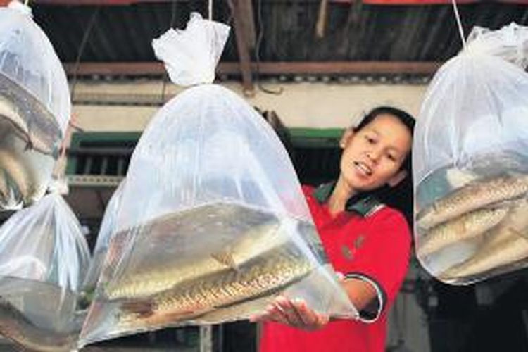Ikan gabus rawa hasil tangkapan warga yang dijajakan di Jalan Raya Ciseeng, Gunung Sindur, Bogor, Jawa Barat.
