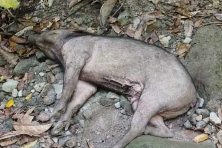 Bangkai seekor babi kutil sulawesi (Sus sulawensi) ditemukan mati di sungai mati di kawasan Hungayono. Kematian babi endemik sulawesi ini sudah didata oleh Balai Taman Nasional Bogani Nani Wartabone.