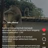 Kawanan Monyet Ekor Panjang Turun ke Permukiman di Bandung, BBKSDA: Dia Mencari Makan