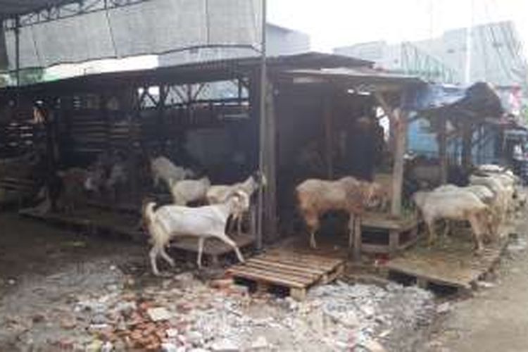 Senin (29/8/2016), penjualan hewan kurban di Jalan Sabeni, Tanah Abang, Jakarta Pusat, masih sepi. Para pedagang memperkirakan keramaian akan terjadi dua hingga tiga hari jelang lebaran Idul Adha