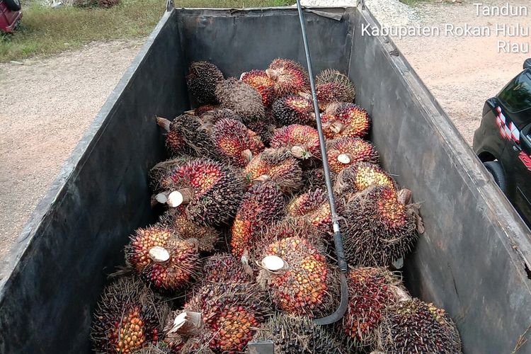 Barang bukti buah sawit yang dicuri lima orang pria dari kebun milik PTPN V di Kecamatan Tandun, Kabupaten Rokan Hulu, Riau, Selasa (7/9/2021).