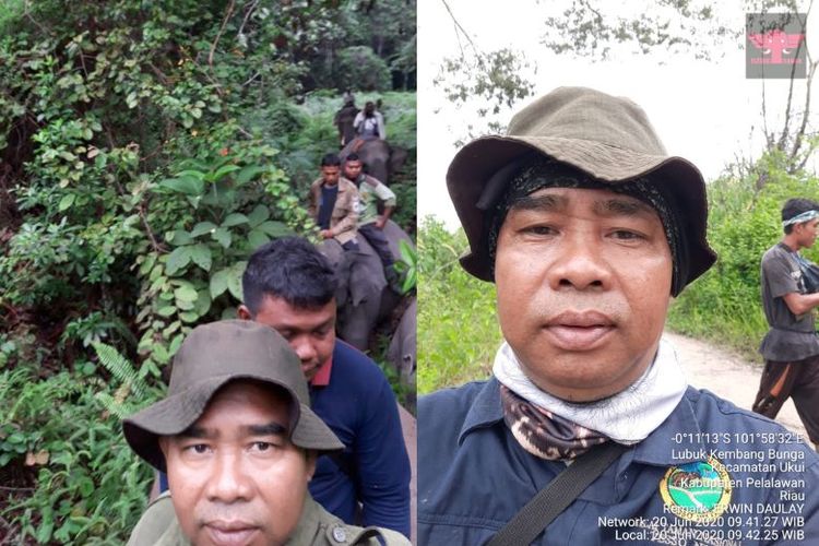 Erwin Daulay, mahout Elephant Flying Squad, bersama tim di tengah patroli hutan Tesso Nilo. Mereka sedang memantau jalur gajah di kawasan konservasi yang semakin terhimpit oleh perambahan hutan.