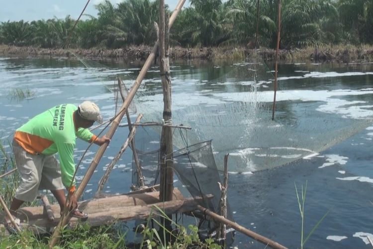 Sulaiman, salah seorang penangkul tengah mengangkat tangkulnya. Dari 5 hingga 6 jali memasukan tangkul ke dalam air, cuma sekali tangkul itu mendapat ikan