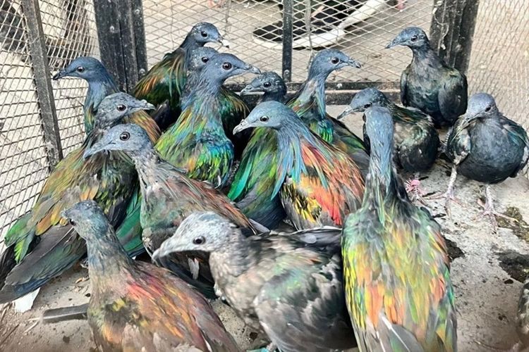 Beberapa ekor ekor burung junai emas (Caloenas nicobarica) yang dilindungi, diamankan jajaran Kemenhut dari perdagangan satwa liar di Kabupaten Gowa, Sulsel.