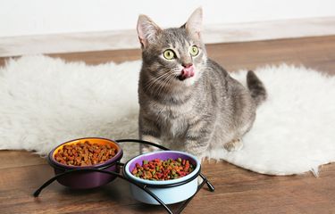 cara membuat makanan kucing agar cepat gemuk
