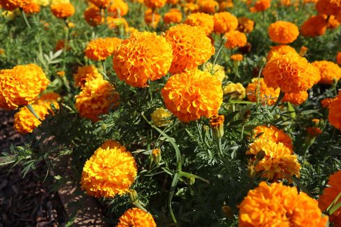 5 Fakta Menarik Bunga Marigold, Identik dengan Orang Meninggal