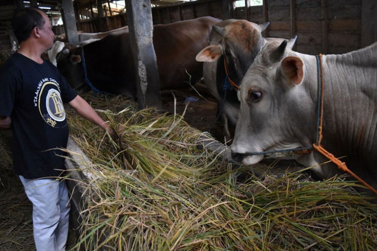 Suasana salah satu kandang sapi milik Kelompok Tani Ternak Bangunrejo, Desa Polosiri, Kecamatan Bawen, Kabupaten Semarang, Kamis (3/8/2017).