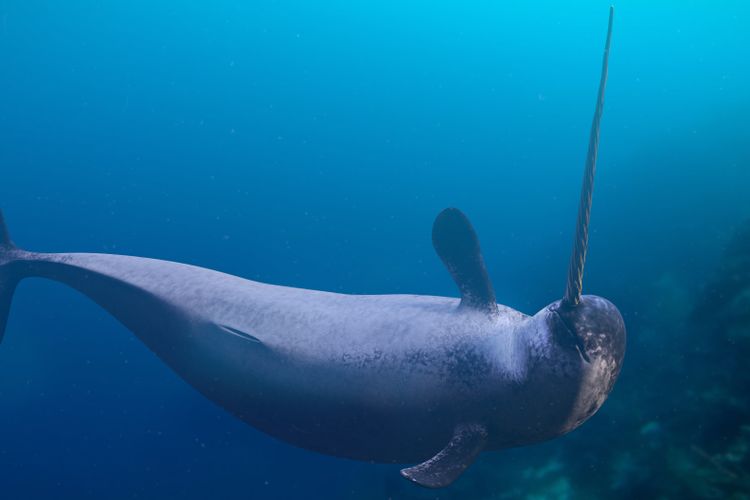 Ilustrasi Narwhal, spesies paus kecil yang hidup di Samudra Arktik. Paus bertanduk Narwhal dijuluki unicorn laut karena tanduk spiralnya yang ikonik.