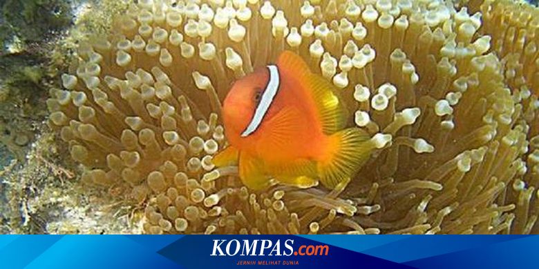 Quot Tarian Quot Ikan Badut Bikin Anemon Tumbuh Cepat