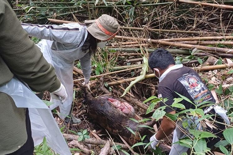 Dokter hewan Feny Rimporok dan tim saat menemukan bangkai babi hutan liar di dalam kawasan Taman Nasional Bogani Nani Wartabone. Warga Kecamata Pinogu Kabupaten Bone Bolango sebelumnya telah melaporkan adanya kematian sejumlah satwa liar di taman nasional ini.