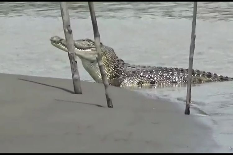 A file photo of a crocodile in Indonesia. 