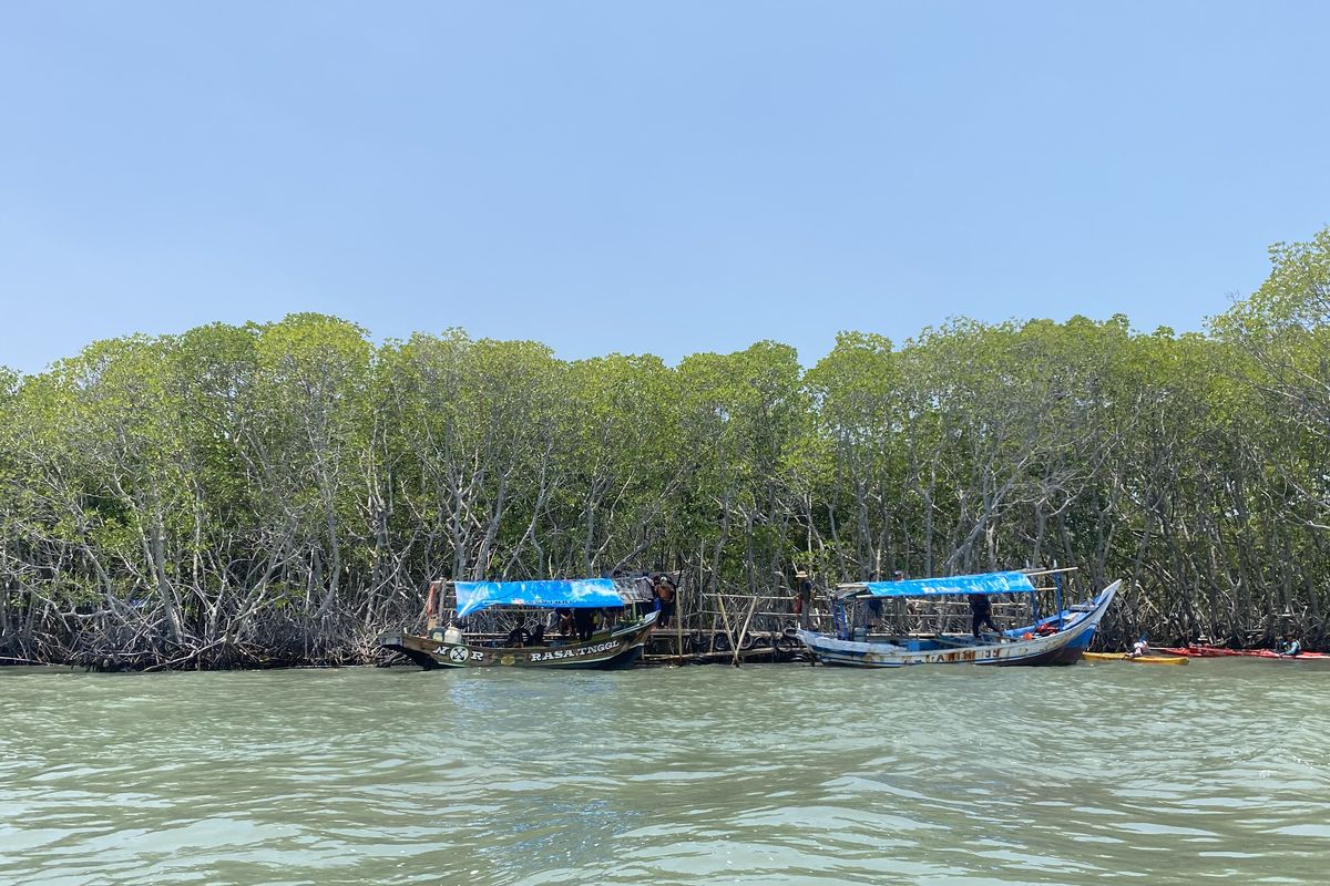 Penampakan mangrove yang tumbuh di pesisir Desa Mayangan, Subang. 